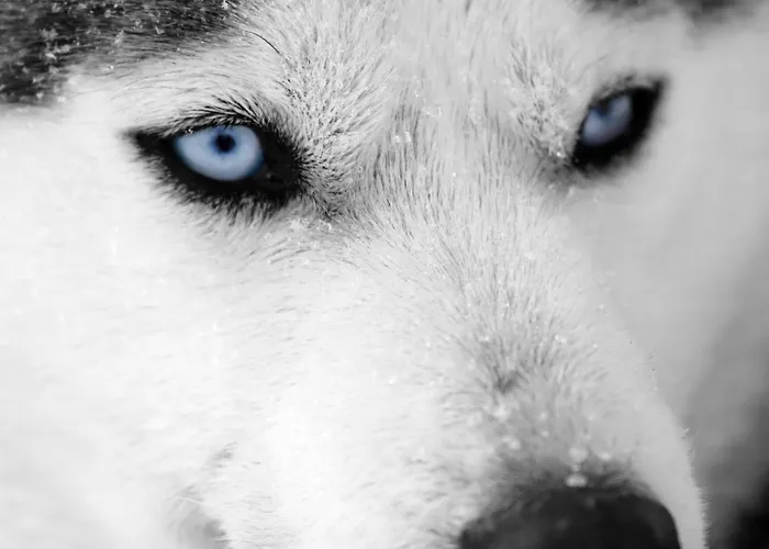 Domek letniskowy The Fell *