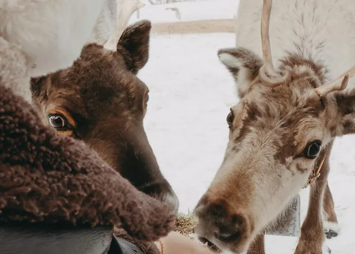 Domek letniskowy The Fell Levi